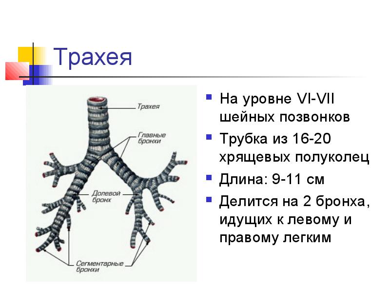 Трахеит Симптомы – Telegraph